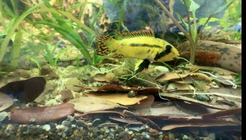Red apistogramma cacatuoides - apistogramma,