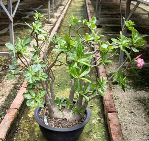Adenium obesum qianjiao - obesum, “qianjiao”