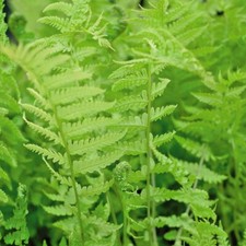 T&M Shuttlecock Fern Hardy