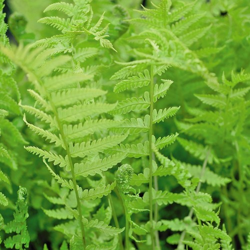 Shuttlecock fern hardy - t&m,
