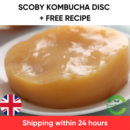 Kombucha scoby disc home - scoby,