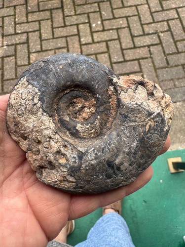 Ready prep large ammonite - to,