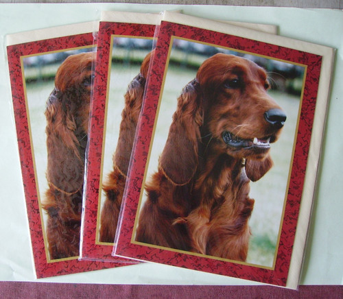 Red setter faithful - red,