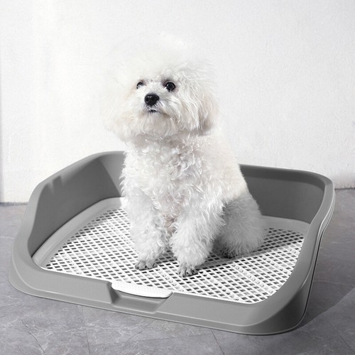 Small dog potty toilet - dog,