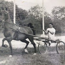 Horse Sulky Cart Young Man