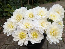 Dahlia tuber * Waterlily *