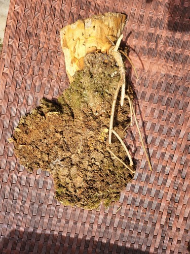 Burr elm inches arts - burr, x