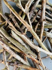 FOREST TREES TWIGS | Project