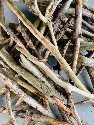 Forest trees twigs - trees, |