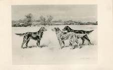 ENGLISH IRISH GORDON SETTER RARE 1897 ANTIQUE DOG ART PRINT Artist ARTHUR WARDLE