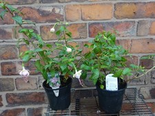 Fuchsia Hardy Semi-Trailing Southgate Shrub Approx 30cm Tall Plant Pink Flowers