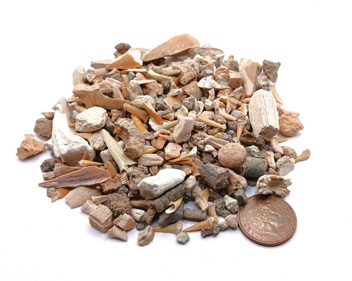 200g 100 genuine shark teeth - 200g,