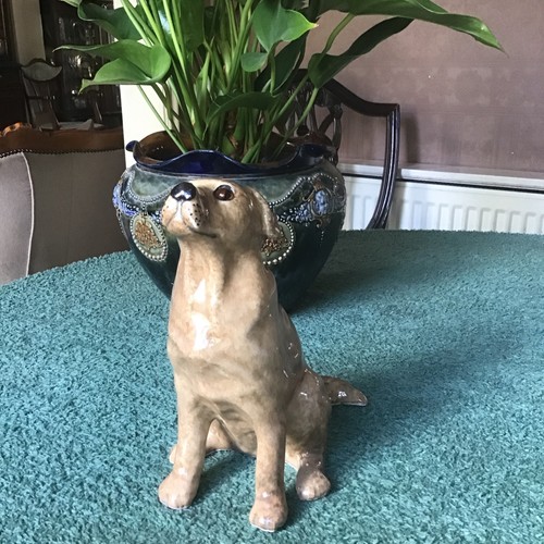 Winstanley labrador dog size - winstanley,