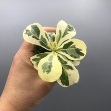 Ficus Lyrata Variegated Fiddle