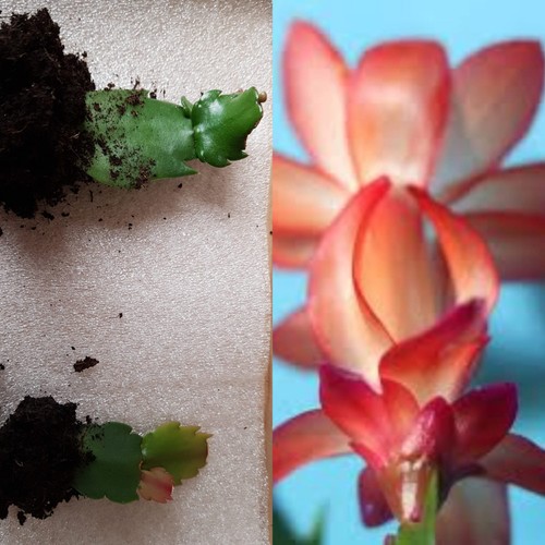 Coral red christmas - red, cactus