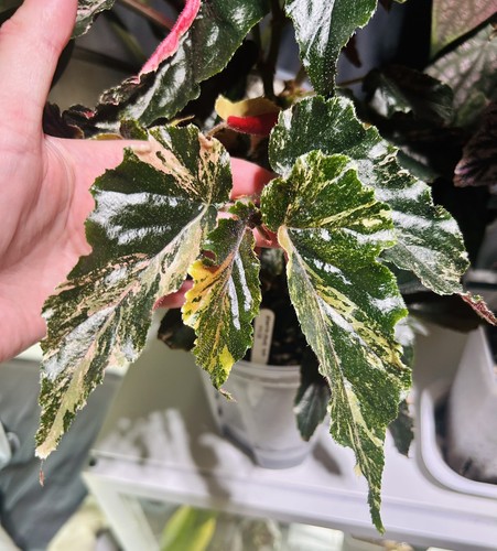 Begonia ginny galaxy pink - galaxy,