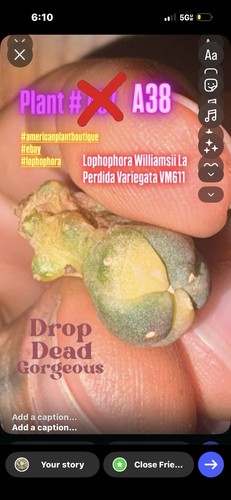 Ariocarpus aztekium - ariocarpus,