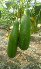 Hybrid F1 Bangladeshi KOCHI Bottle Gourd, Pani Kodu, Doodhi, পানি কদু, 8 Seeds