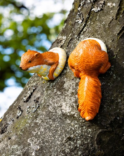 Red squirrel tree peeker - red,