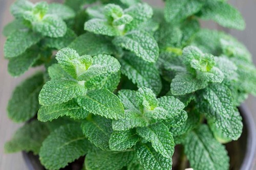 Apple mint herb - herb, bare