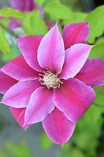 Clematis 'Dr Ruppel' AGM
