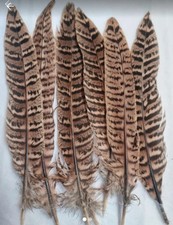 15-19cm Natural Pheasant Tail