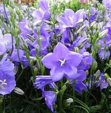 Campanula Persicifolia 'Takion