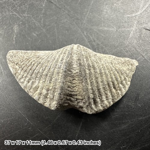 Winged brachiopod fossil