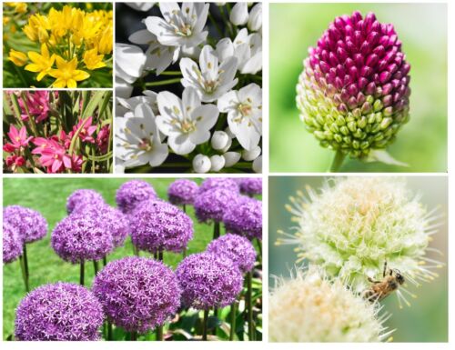 Allium bulbs collection spring - allium,