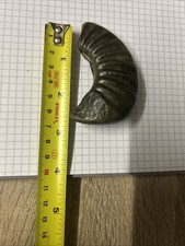 Ammonite Fossil Natural