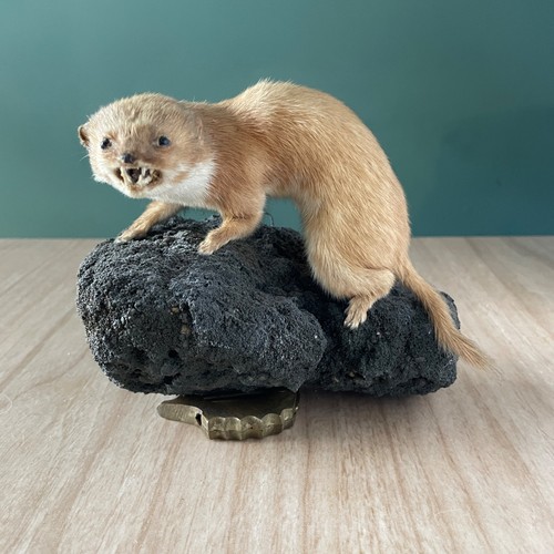 Taxidermy fierce weasel - weasel, stoat