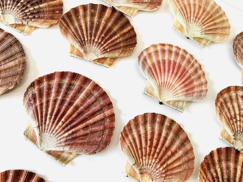 Scallop shells flat natural - flat,