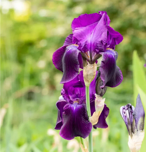 Pot iris germanica sable - 1l,