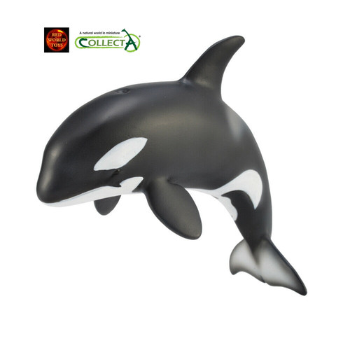 Orca killer whale calf - killer, sealife