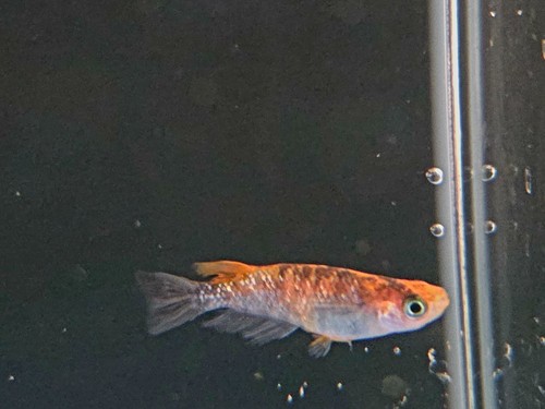 Tricolor glitter sanshoku - tricolor,