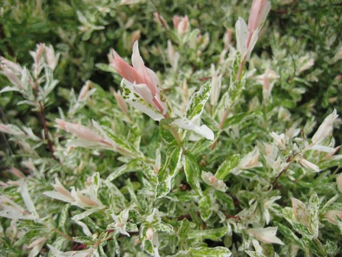 Salix flamingo willow - willow, tree