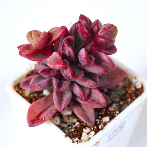 Echeveria rezry variegata - variegata, 3cm