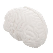  Neurological Brain Model Prop Human Body Detachable Skull Anatomy