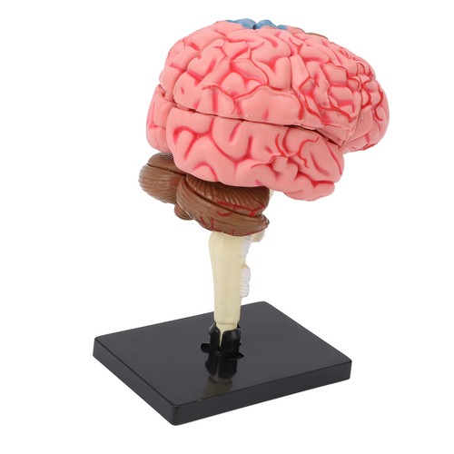 Brain model neuroanatomy - —brain,