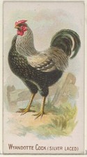 1891 Wyandotte Cock Silver