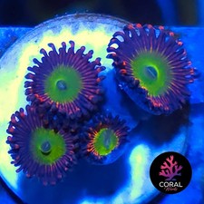 Candy Apple Reds 4 Head Zoa