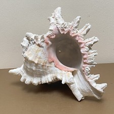Muricidae Murex Gastropod