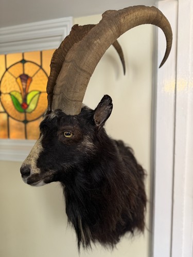Taxidermy feral goat shoulder - taxidermy,