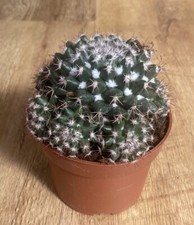 Mammillaria Voburnensis | Rare cactus | 11cm Pot | Native Nicuagra Guatemala