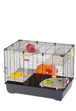 Hamster small animal rodent
