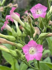 Amber Leaf component ( Burley)Tobacco Seeds Highly Fertile, Approx. 1000 Count