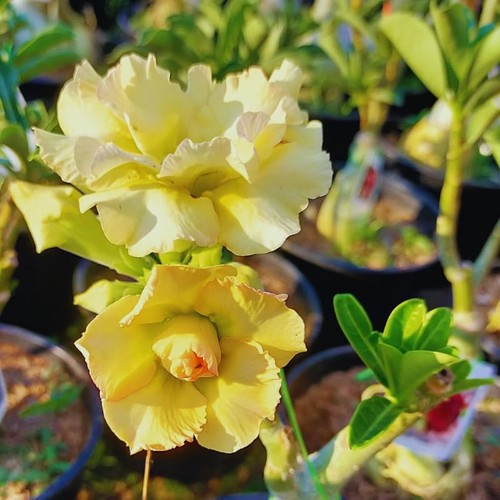 Double yellow desert - desert, rose