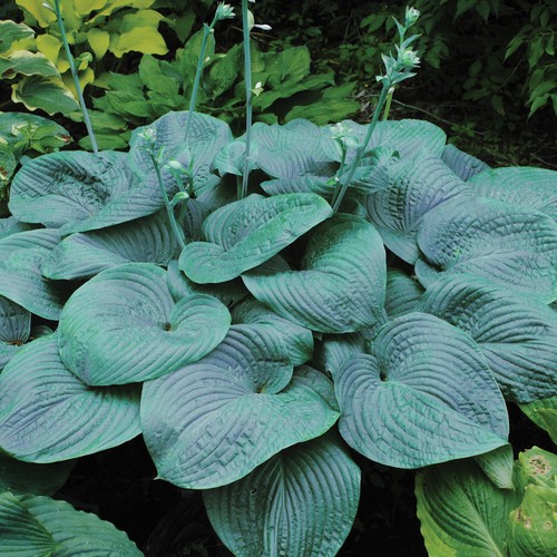 Hosta humpback whale - whale', big