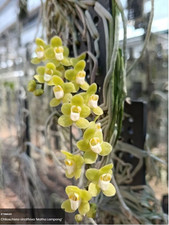 Rare Chiloschista viridiflava