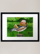 Mandarin duck in the marsh